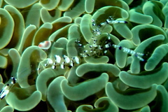 Ancylomenes venustus