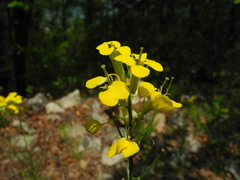 Erysimum nevadense collisparsum