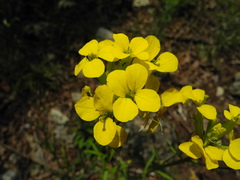 Erysimum nevadense collisparsum