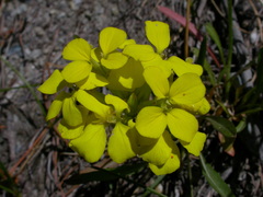 Erysimum rhaeticum