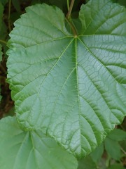 Vitis amurensis