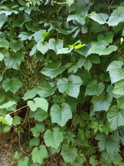 Vitis amurensis