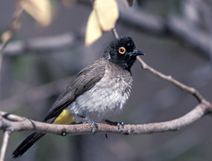 Pycnonotus nigricans