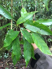 Elaeocarpus japonicus