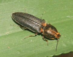 Limonius auripilis