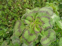 Amaranthus tricolor