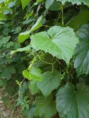 Vitis amurensis