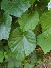 Vitis amurensis