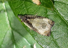 Olethreutes connectum