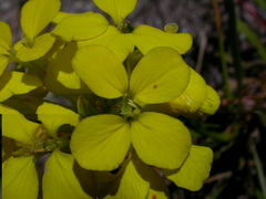 Erysimum rhaeticum