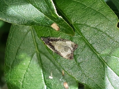 Olethreutes connectum