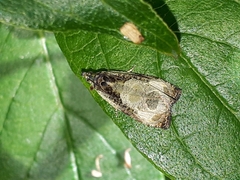 Olethreutes connectum