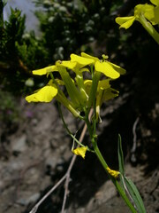 Erysimum rhaeticum