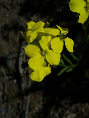 Erysimum rhaeticum