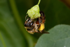 Andrena florea