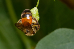 Andrena florea