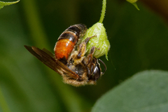 Andrena florea