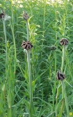 Microbotryum tragopogonis-pratensis