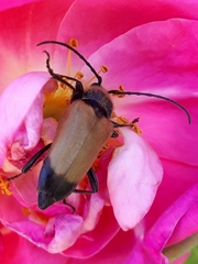 Trigonarthris subpubescens