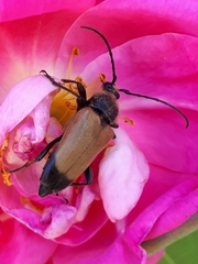 Trigonarthris subpubescens