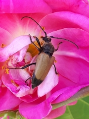 Trigonarthris subpubescens