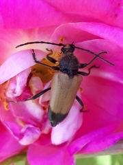 Trigonarthris subpubescens