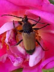 Trigonarthris subpubescens