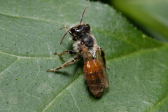 Andrena florea