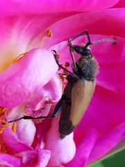 Trigonarthris subpubescens