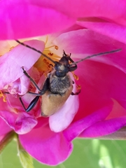 Trigonarthris subpubescens