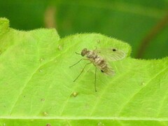 Chrysopilus modestus