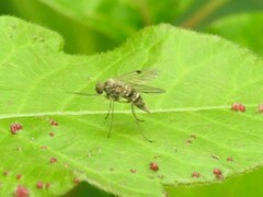 Chrysopilus modestus