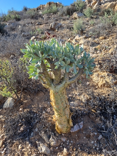 Tylecodon paniculatus