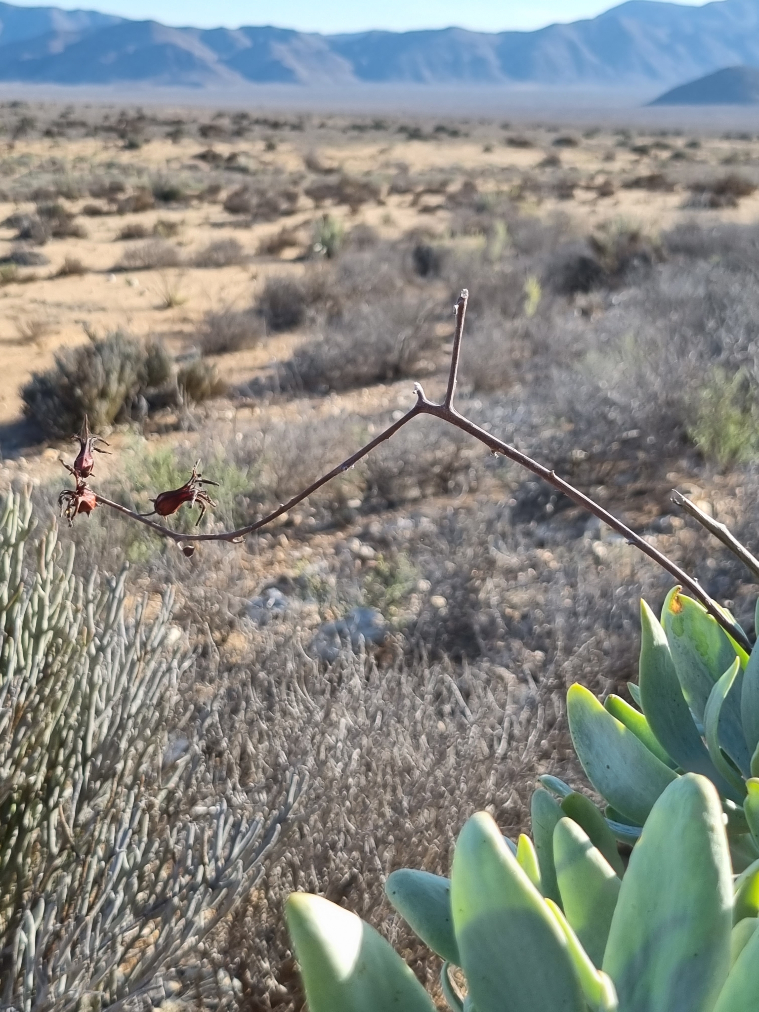 Tylecodon paniculatus (L.f.) Toelken 2