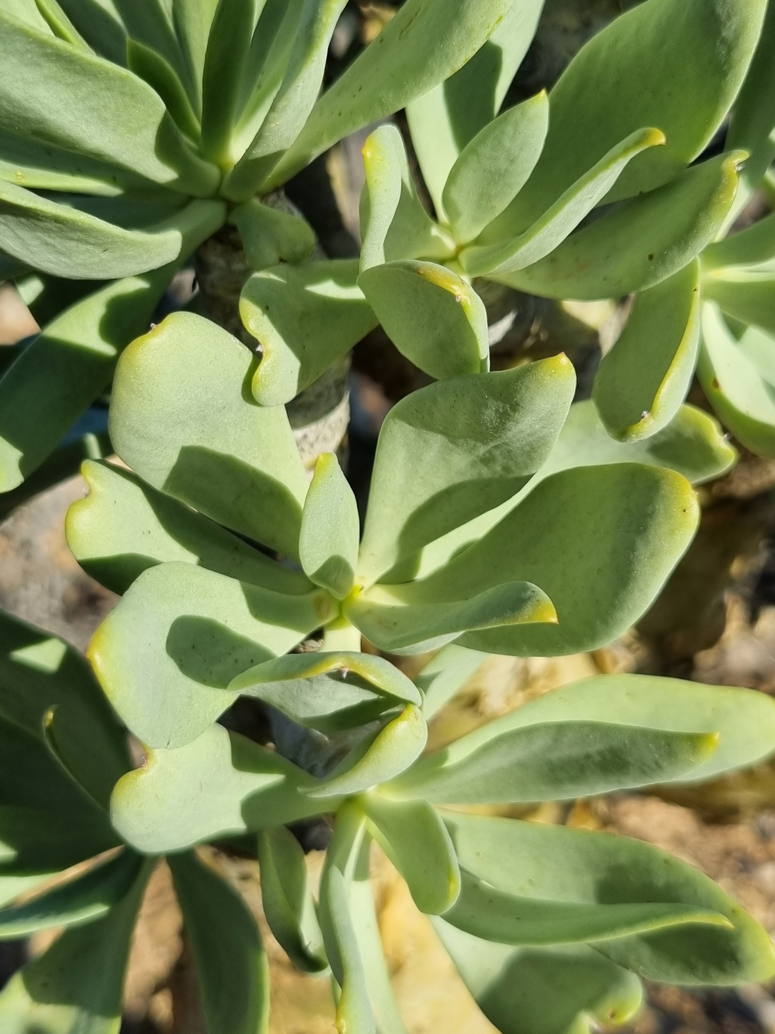 Tylecodon paniculatus (L.f.) Toelken 3