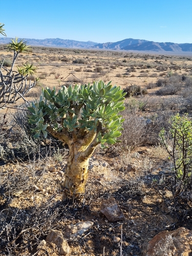 Tylecodon paniculatus