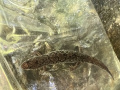 Desmognathus perlapsus