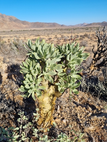 Tylecodon paniculatus
