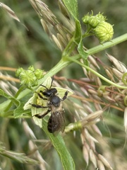 Andrena florea