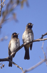 Pycnonotus nigricans