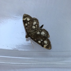 Anania coronata