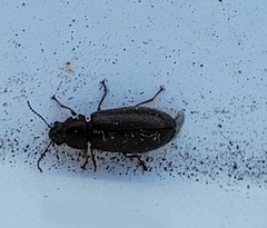 Coleoptera