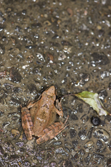 Rana longicrus