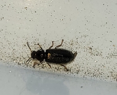 Coleoptera