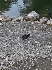 Fulica atra