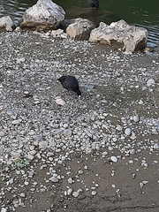 Fulica atra