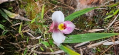 Phragmipedium schlimii