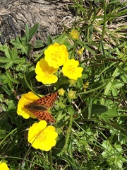 Boloria euphrosyne