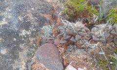 Anacampseros retusa