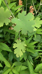 Lysimachia clethroides